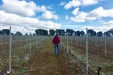 Christobelle Anderson walks through the saperavi vines in Rutherglen, Victoria.
