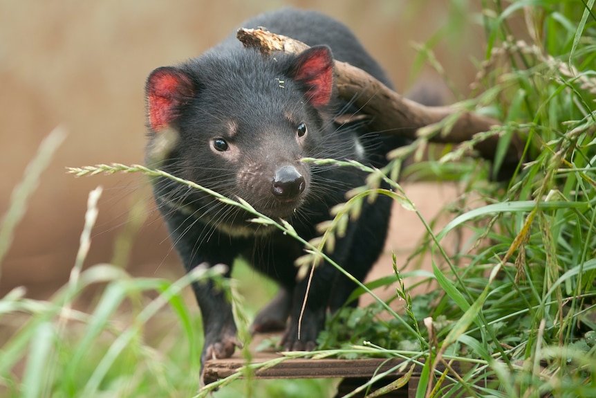 Tasmanian devil in the wild at Aussie Ark