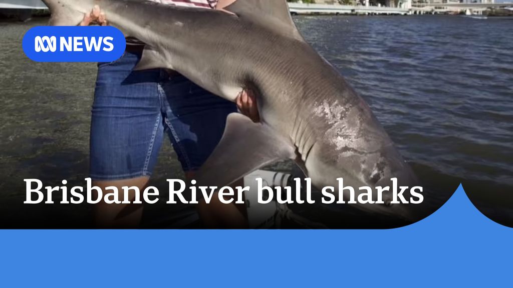Brisbane River bull sharks: Man holds shark on banks of Brisbane river.