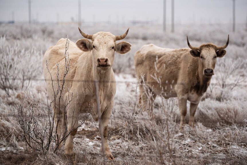 Two cows standing in a snowy field