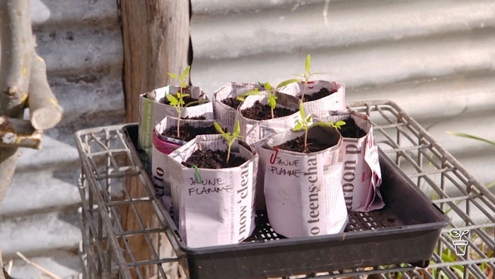 Pots made from newspaper with seedlings growing in them