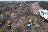 Birds-eye view shot of contractors planting trees on a barren landscape.