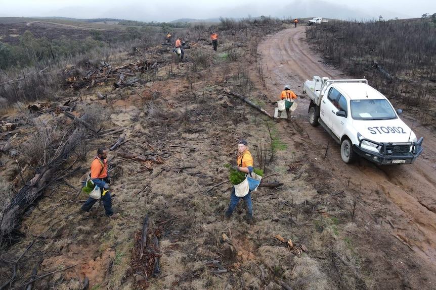 Birds-eye view shot of contractors planting trees on a barren landscape.