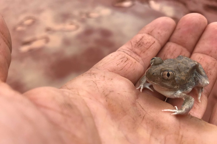 Small frog sitting on open hand