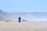 A person on a trail bike rides on a beach near the carcasses of dead whales