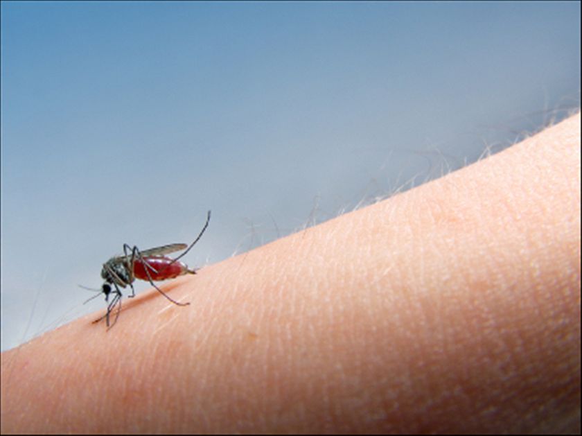 Avoiding mosquito bites is the best way to avoid Ross River fever