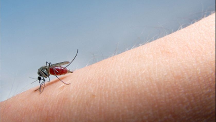 Ross River fever alert as mosquito numbers grow