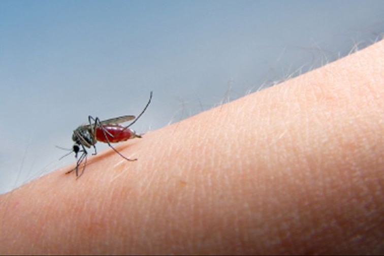 A mosquito capable of carrying Ross River virus.