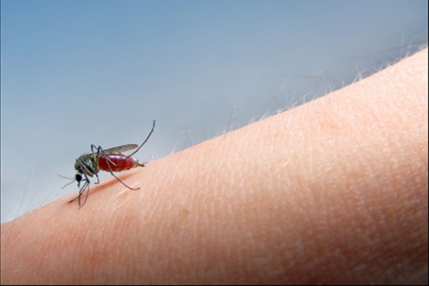 A human arm with a mosquito feasting on it.