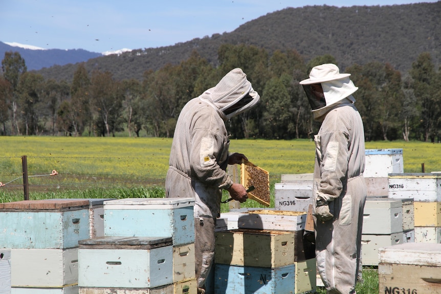 Two people in bee suits checking inside a bee box.