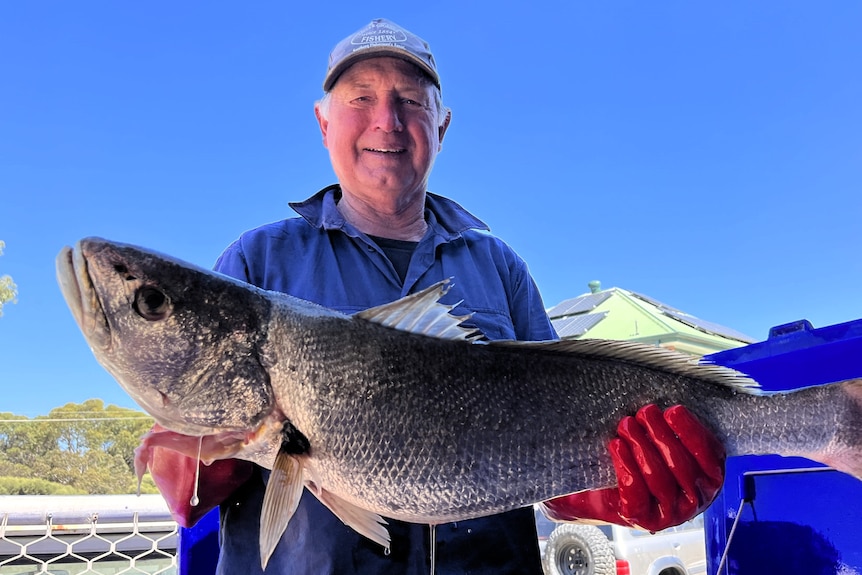 A man holding an extremely large mulloway