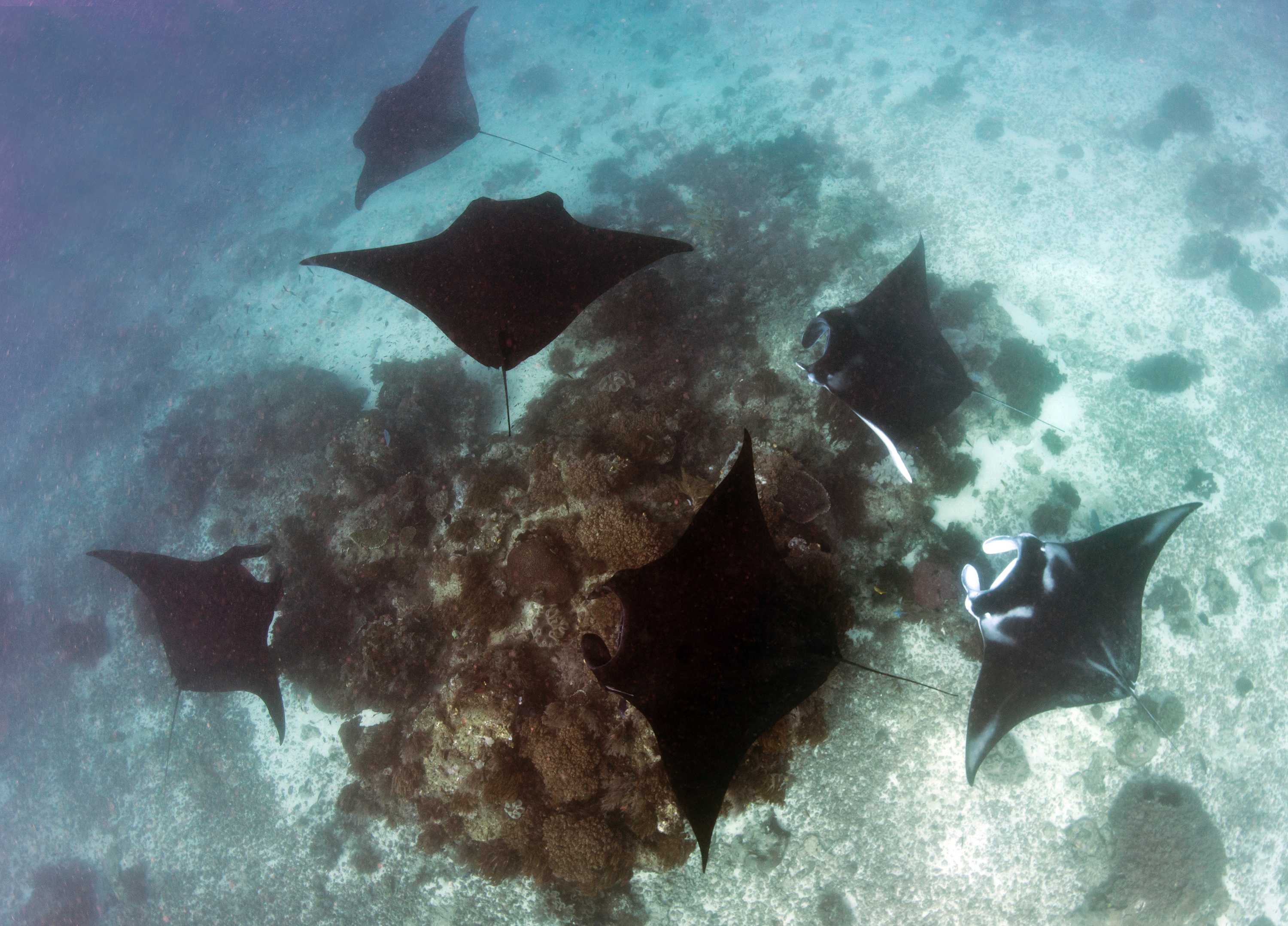 Reef manta rays make friends — but some are more social than others ...