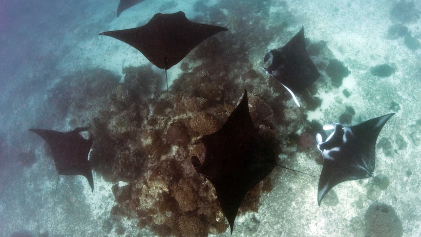 Group of reef manta rays near a reef