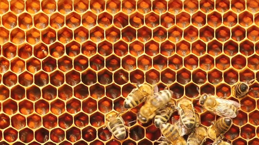 Honeybees clustered around cells of a honeycomb