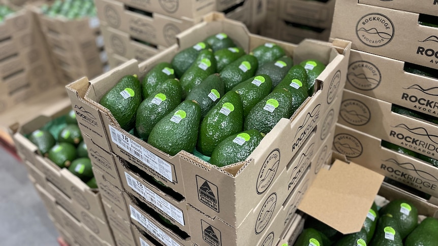 Avocados arranged in a tray for shipping