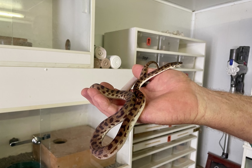 A hand holding a small snake, a shelf with many drawers in the background.