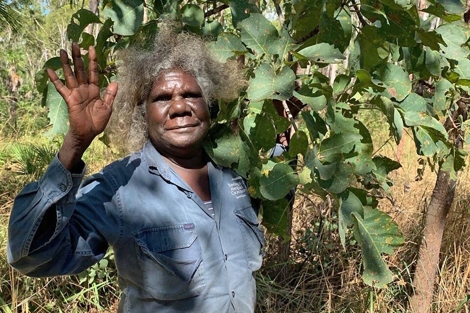 Kakadu plums shipped from Arnhem Land in business first for Maningrida