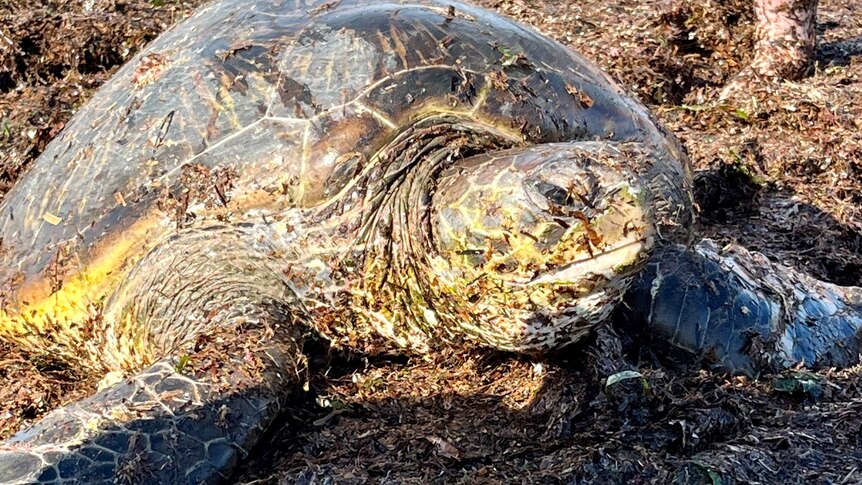 A large marine turtle in seaweed
