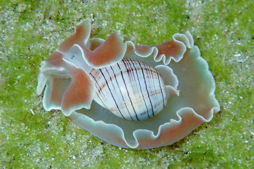 A orange, white and brown stripped sea slug.