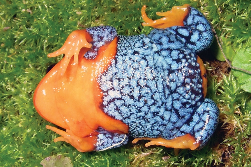 The colourful underside of a frog.