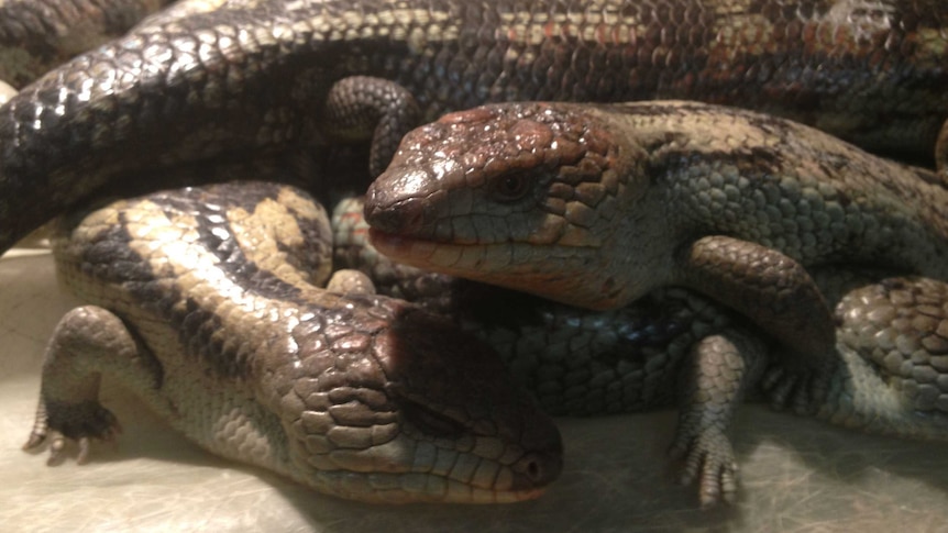 Blue-tongued lizards stolen from University of Tasmania are recovered