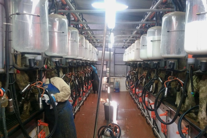 Milking at a Portuguese dairy.