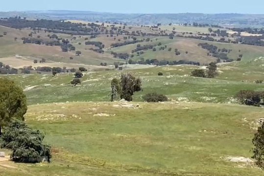 A green paddock with rolling hills.