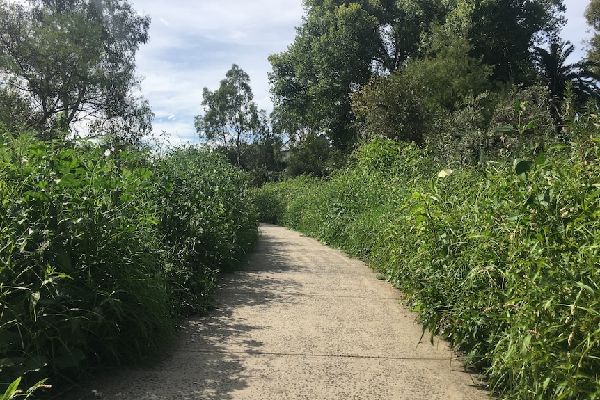 A concrete path with overgrown vegetation on either side.