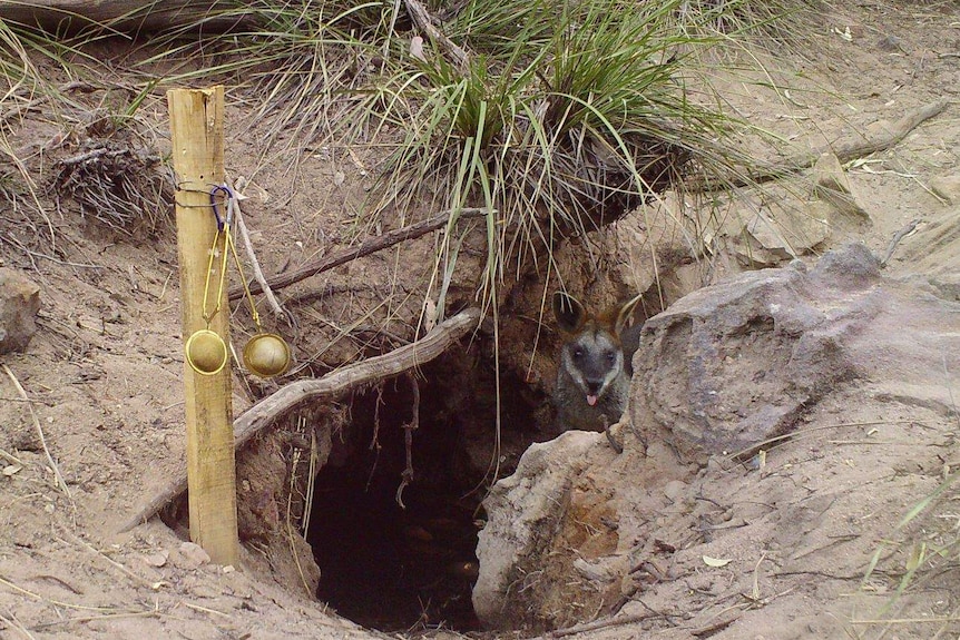 Wallaby sticking its head up from large hole in the ground.