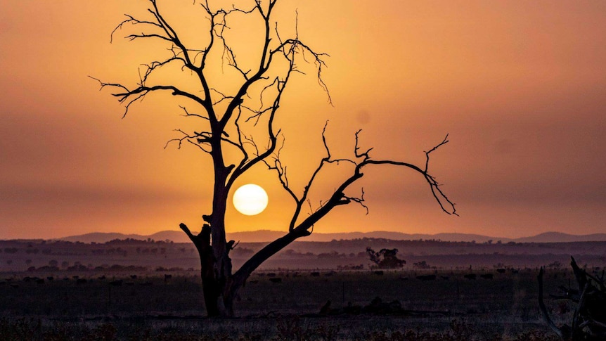 dead tree silhouetted against a red dawn