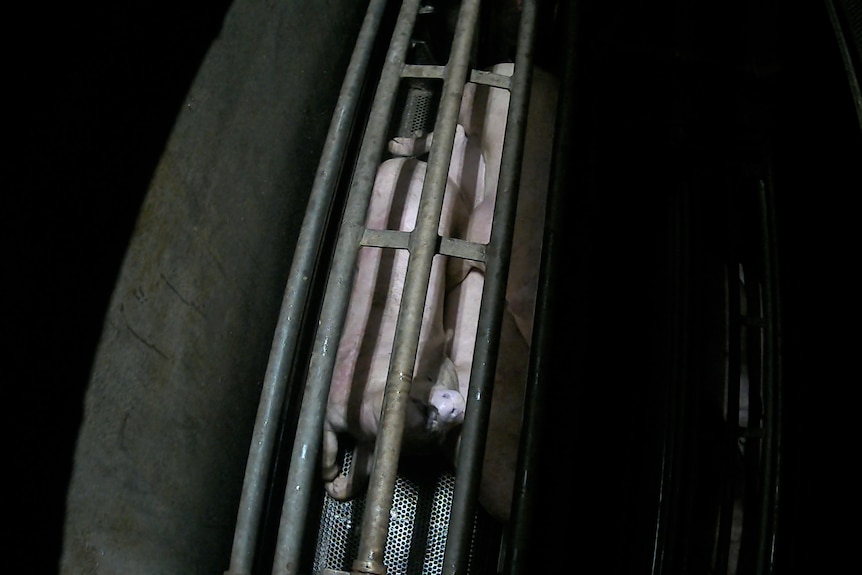 Pigs in a cage.