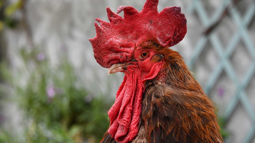 Headshot of Maurice the rooster