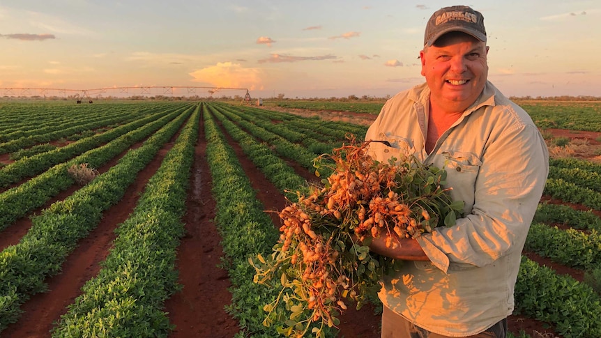 a man holding peanut plants with rows of peanuts behind.