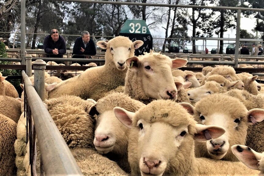 Sheep in the foreground with two men in the background leaning over a fence.