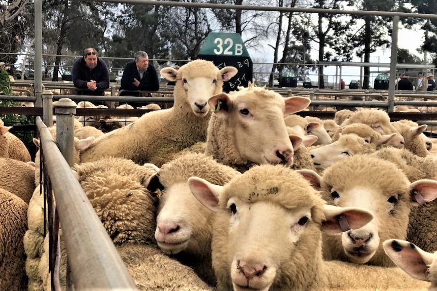 Sheep in the foreground with two men in the background leaning over a fence.