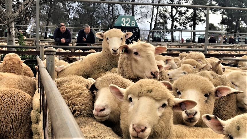 Sheep in the foreground with two men in the background leaning over a fence.