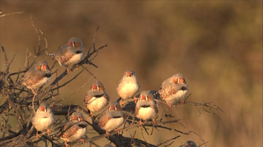 A flock of zebra finches in a tree
