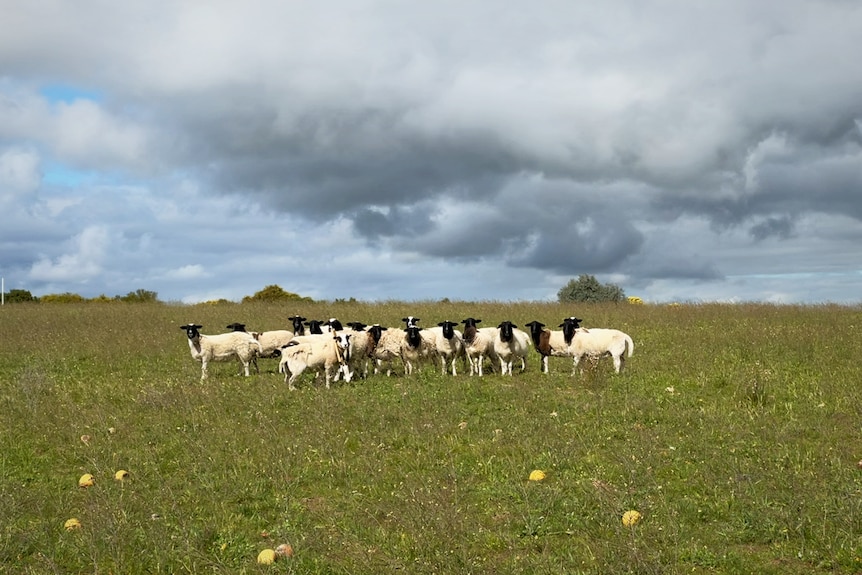 A group of female sheep look at the camera, with white bodies and black heads. They stand in a green field with clouds
