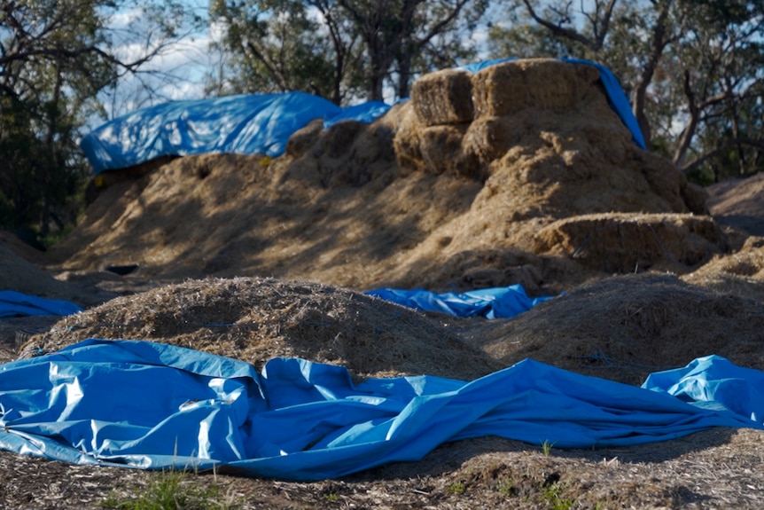 A pile of hay that has been destroyed by mice