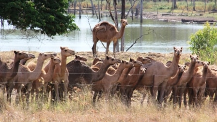 Mob of camels in paddock of dry grass.