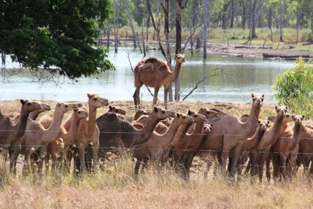 Mob of camels in paddock of dry grass.