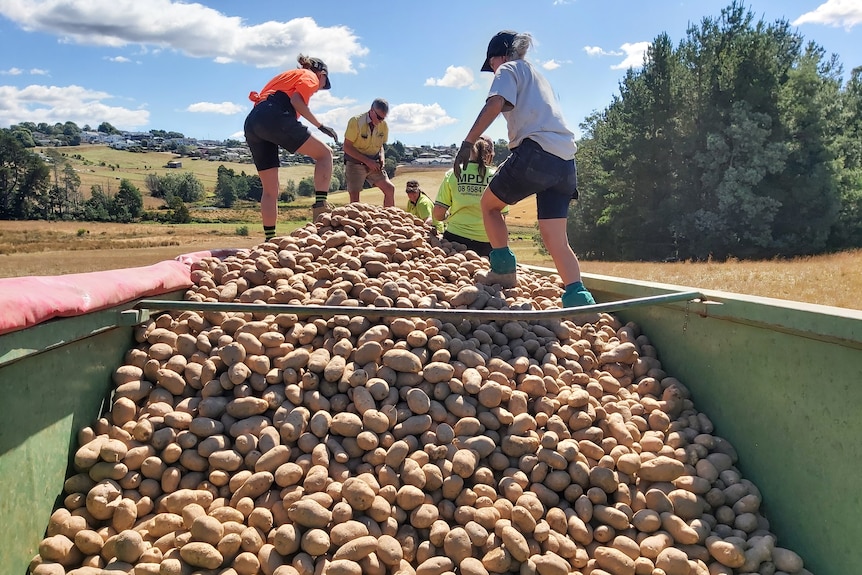 a big harvested full of potatoes with people sorting through them