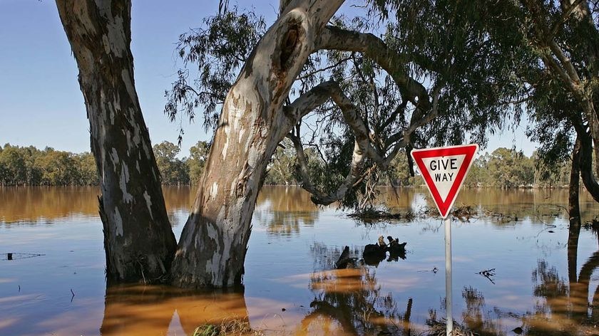 A give-way sign emerges from floodwaters