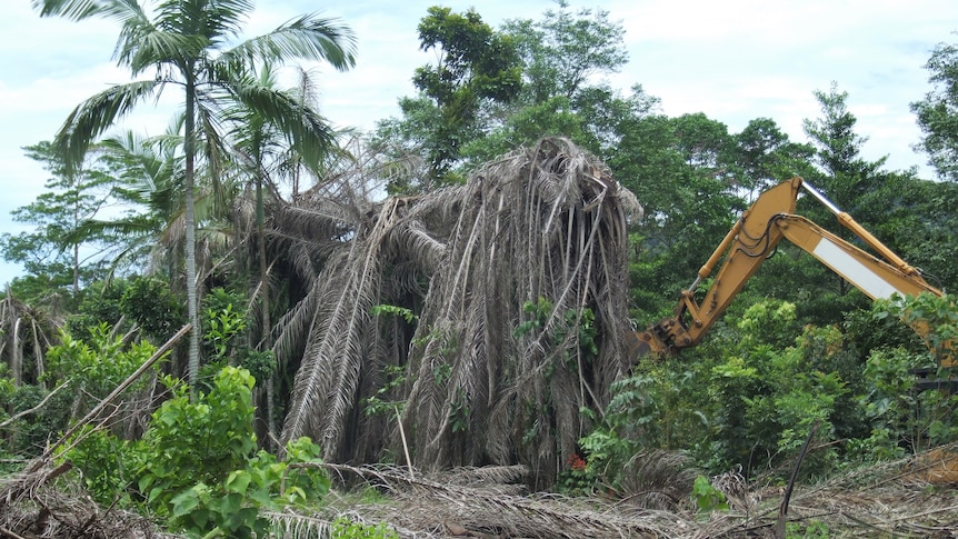 Heavy machinery knocking over dead oil palm trees.