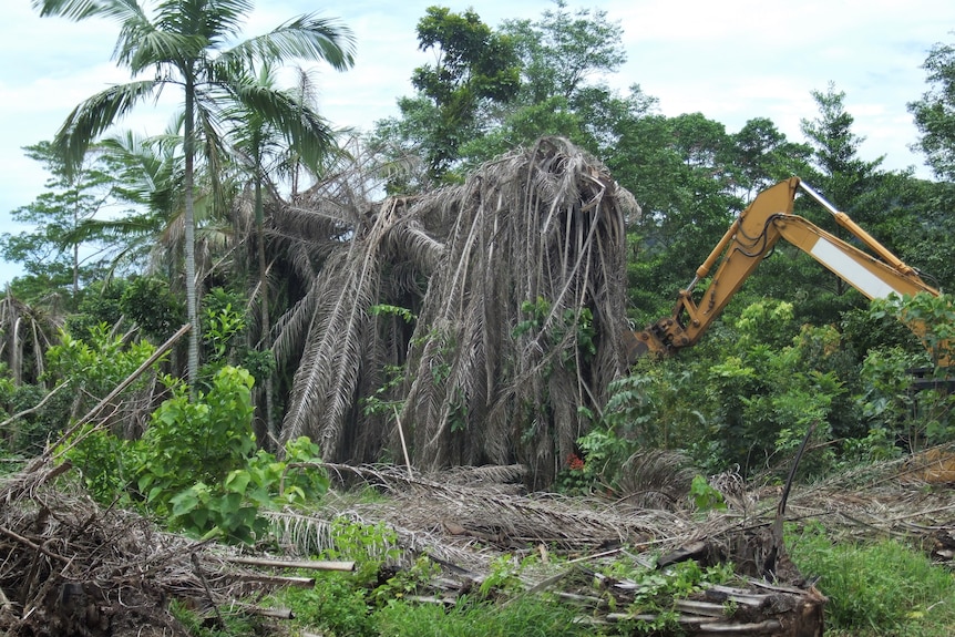 Heavy machinery knocking over dead oil palm trees.