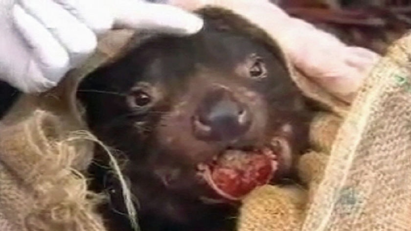 Tasmanian devil with a facial tumour