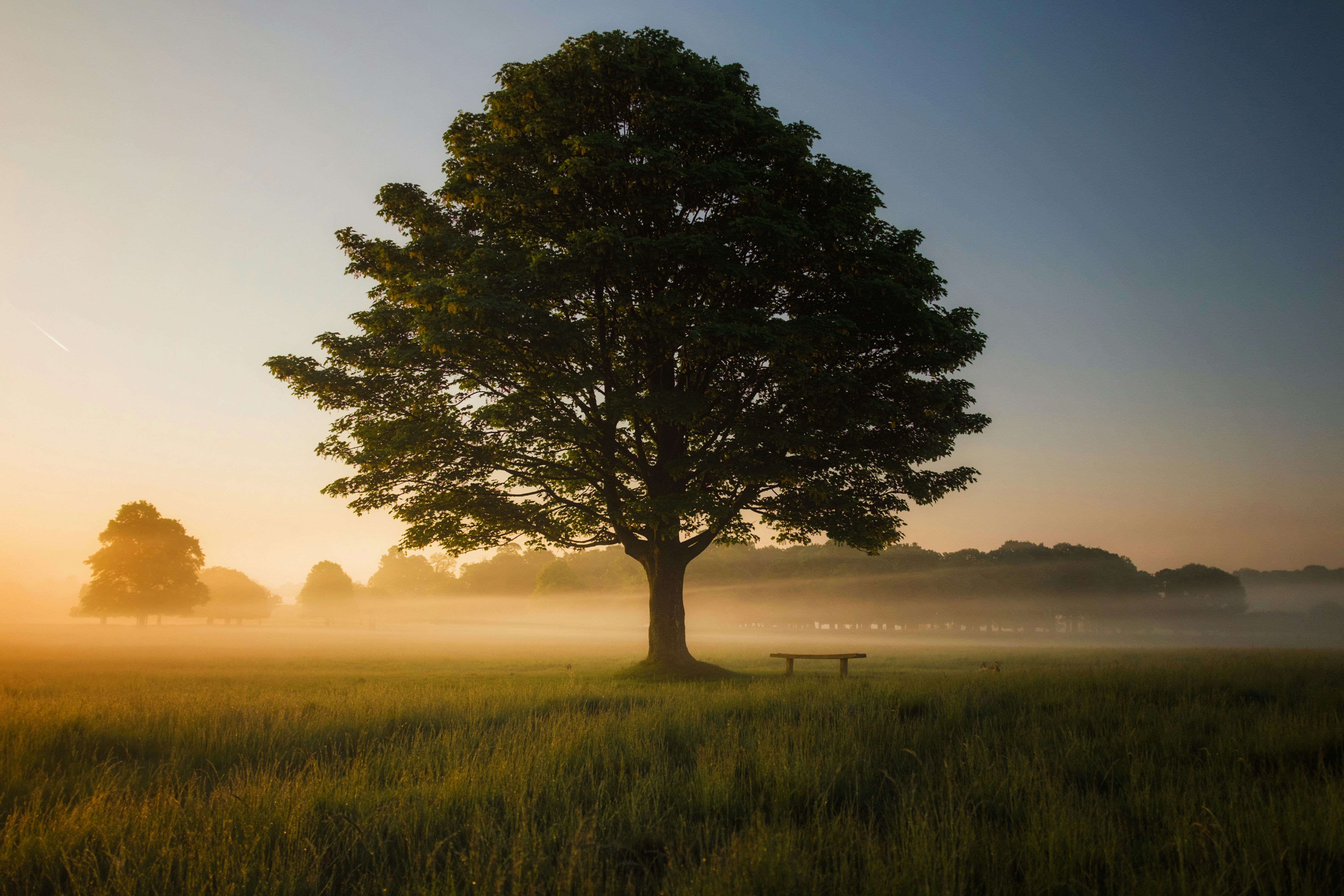 The tree collectors