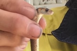 A women holding a baby brown snake by the neck.