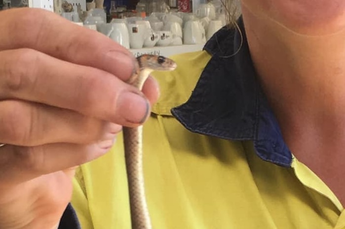 A women holding a baby brown snake by the neck.