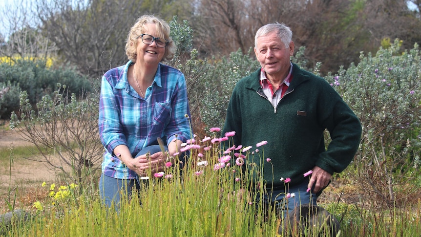 Western Australian wildflowers are integral to the success of this sheep and agricultural farm